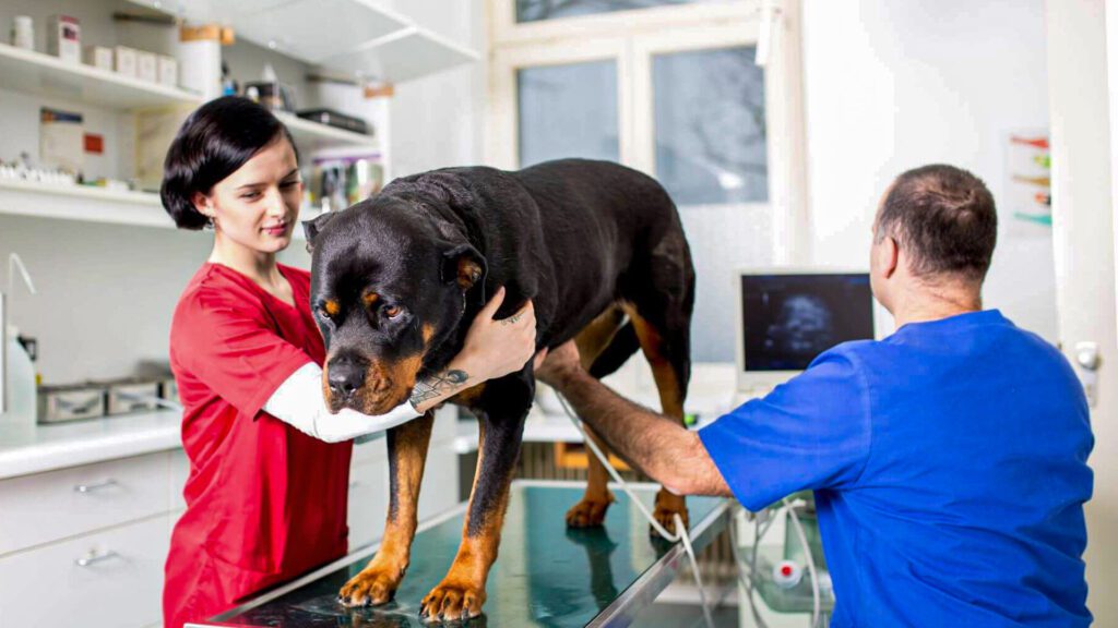 Team-Eugen-Sofie-Nika